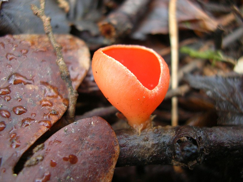 Sarcoscypha jurana       (Boud.)      Baral